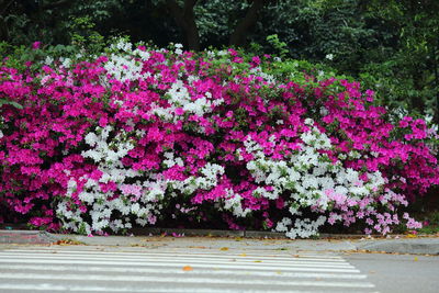 Close-up of pink flowering plants against trees