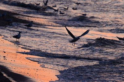 Seagulls at seashore during sunset