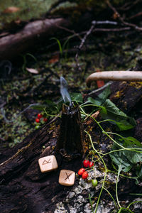 High angle view of berries on tree stump