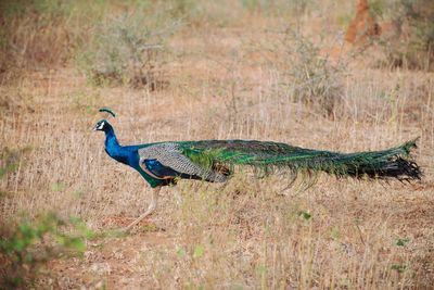 Side view of a peacock on field , yala national park,sri lanka