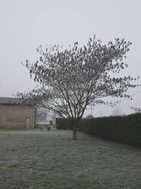 Bird flying by tree against sky