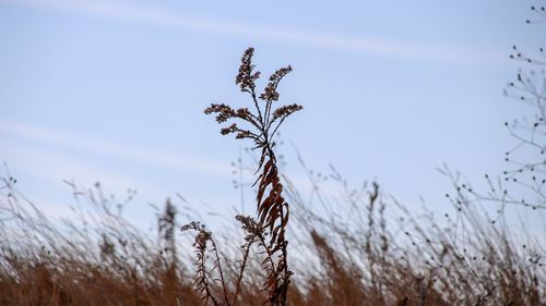 Close-up of stalks against clear sky