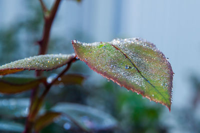 Closeup of dew drops on the rose leaves. poetry concept. new life concept