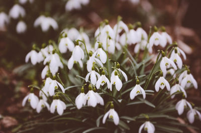 Close-up of white flowers blooming outdoors