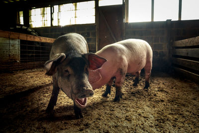 Cows standing in barn