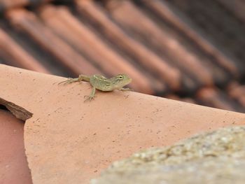 Close-up of a lizard