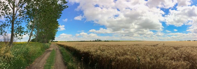 Scenic view of agricultural field against sky