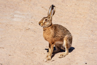 Hare - jackrabbit - rabbit in arid sandy terrain