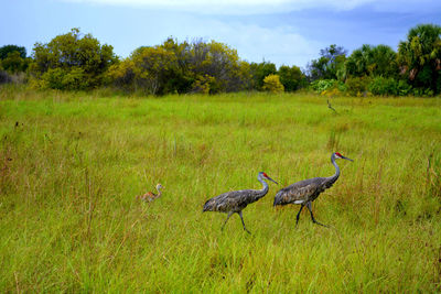 Family of sandhill cranes walking on grassy field