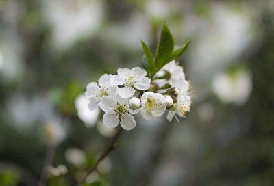 Close-up of white flowering plant