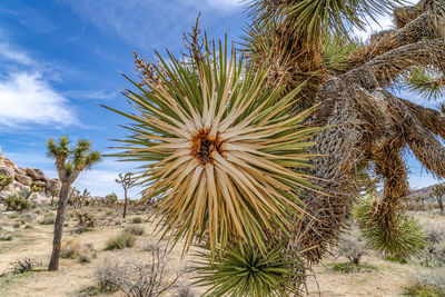 Palm trees growing in desert against sky