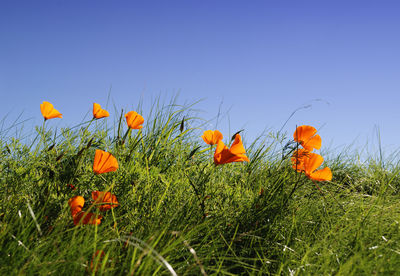 Close-up of orange flowering plants on field against clear blue sky