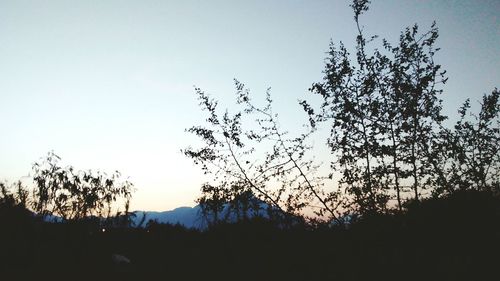 Low angle view of bare trees against sky