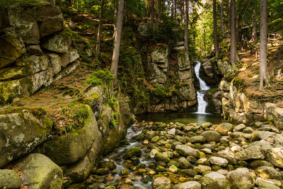 Scenic view of waterfall in forest