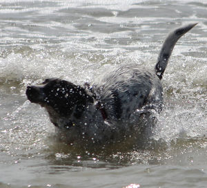 Jellyfish swimming in sea