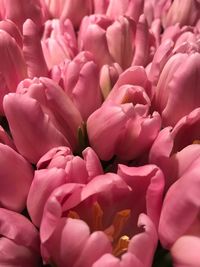 Full frame shot of pink tulips