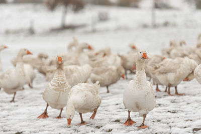 Flock of birds in snow