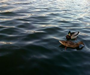 High angle view of ducks swimming on lake