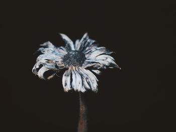 Close-up of flower against black background