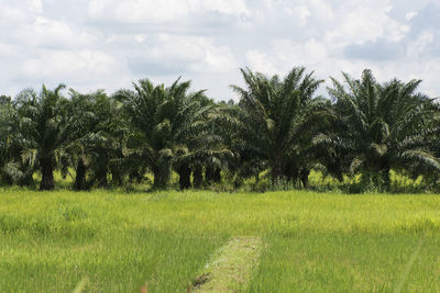 Scenic view of trees on field against sky