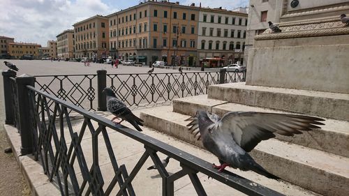 View of birds in city