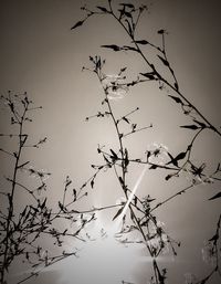 Low angle view of birds flying against clear sky