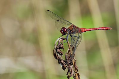 Close-up of dragonfly on twig