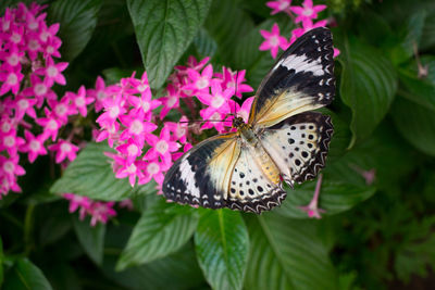 Close-up of butterfly pollinating on pink flower