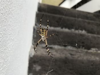 Close-up of spider on web