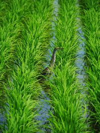 Plants growing on hill
