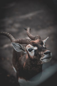 Close-up portrait of giraffe