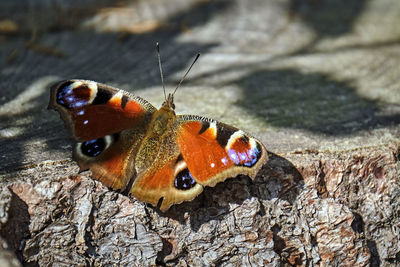 Close-up of butterfly