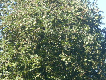 plant
