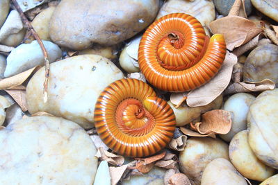 High angle view of shells