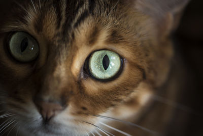 Close-up portrait of cat