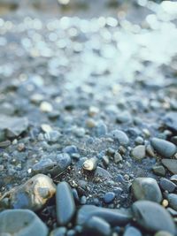 Close-up of crab on pebbles