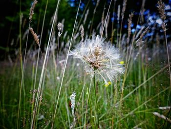 Close-up of dandelion on field