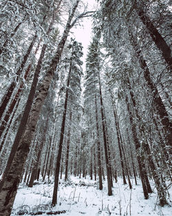 Pine trees in snow covered forest