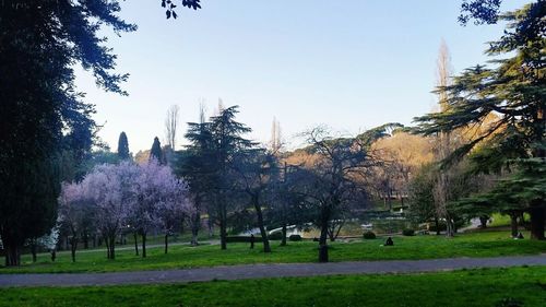 Trees in park against sky