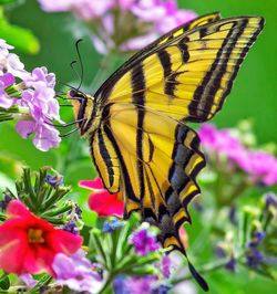 Close-up of butterfly pollinating on pink flower