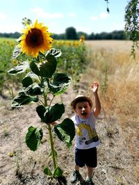 sunflower