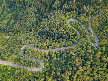 High angle view of plants by road in forest