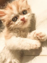 Close-up portrait of a cat