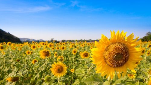 Sunflowers in field