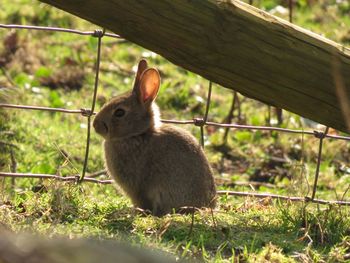 Rabbit by fence