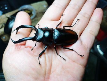 Close-up of hand holding insect