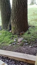 Tree trunk in forest