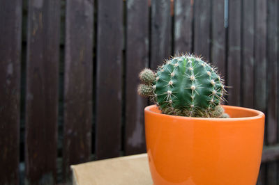 Close-up of potted plant