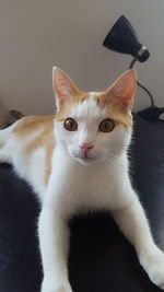 Portrait of cat at home