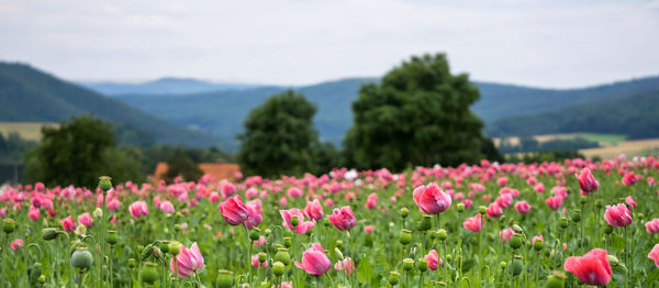 Pink flowering plants on field against sky